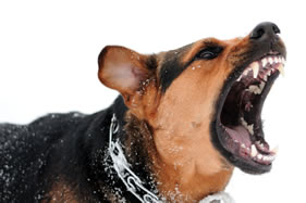 dog bite attorney tustin